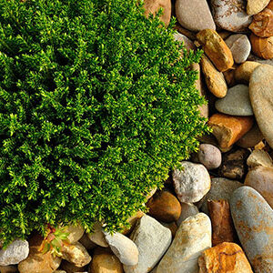 gartenlandschaftsbau